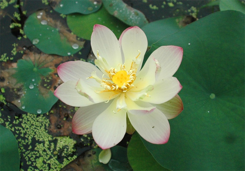 一點(diǎn)胭脂