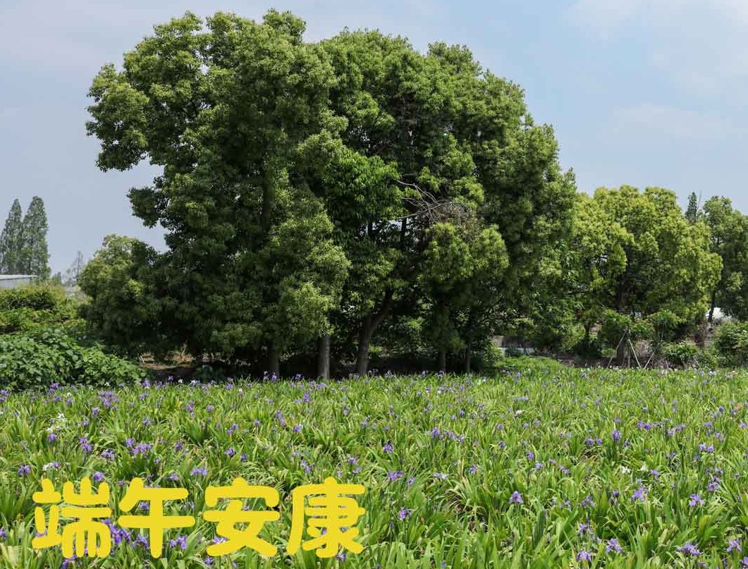 端午|粽夏之時(shí)，祝大家安康順意！
