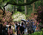 人文花展|「紫藤杜鵑」實力吸睛，人文園林太子灣春日限定花展圓滿舉辦！
